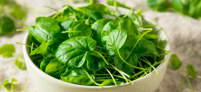 Watercress: The Powerhouse Vegetable that Fights Chronic Disease