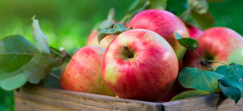 Apple Nutrition — The Ultimate Gut & Heart-Friendly Fruit